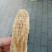 天麻各种规格无硫干货个子2斤起包邮