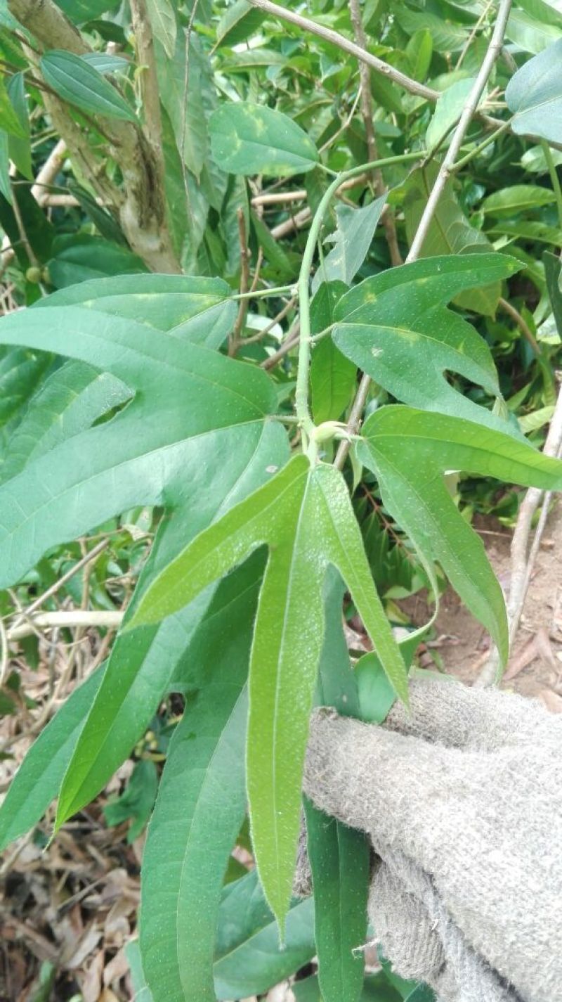 五指毛桃统块