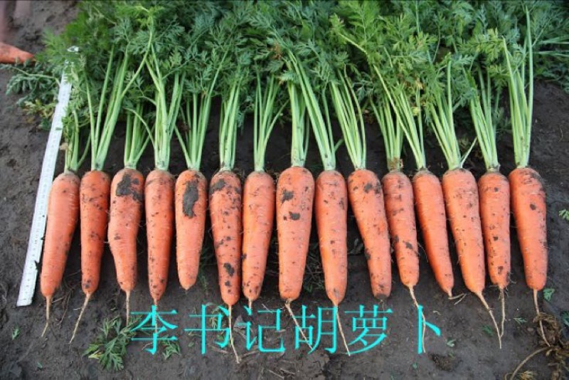 胡萝卜产地直销2两以上10厘米左右橙