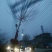 白蜡树12~14cm10~12cm