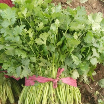 大叶香菜25~30厘米以上