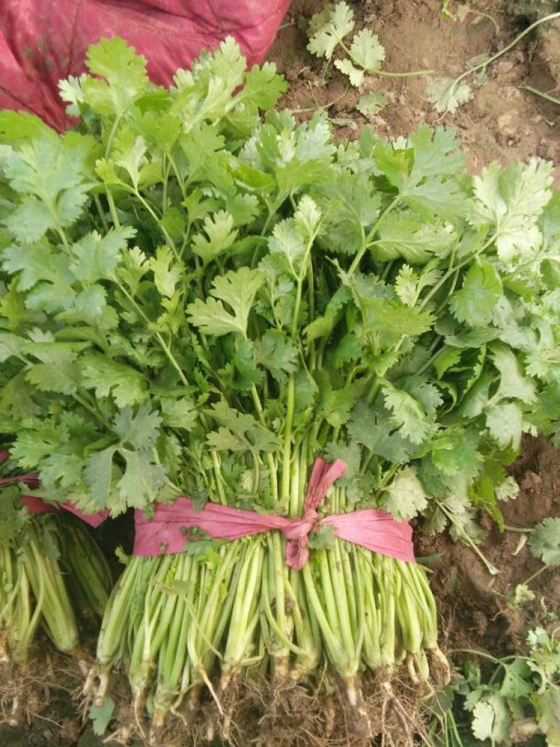 大叶香菜25~30厘米以上