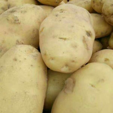 开封黄心土豆大量上市品质保证一手货源欢迎联系