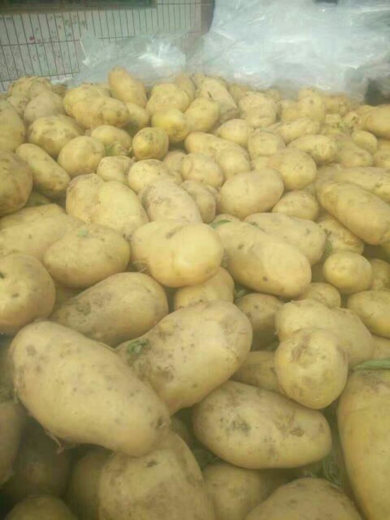 开封黄心土豆大量上市品质保证一手货源欢迎联系
