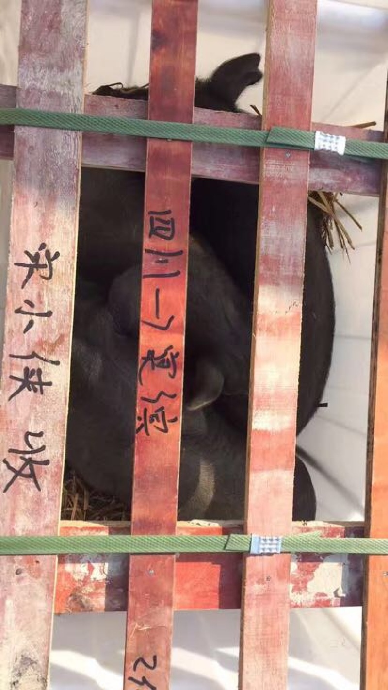 仔猪