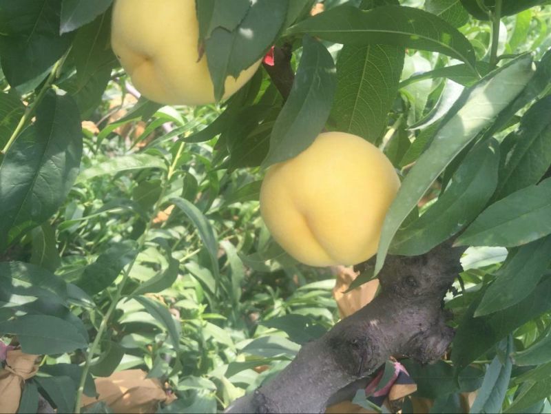 黄桃树2cm以下0.5~1米
