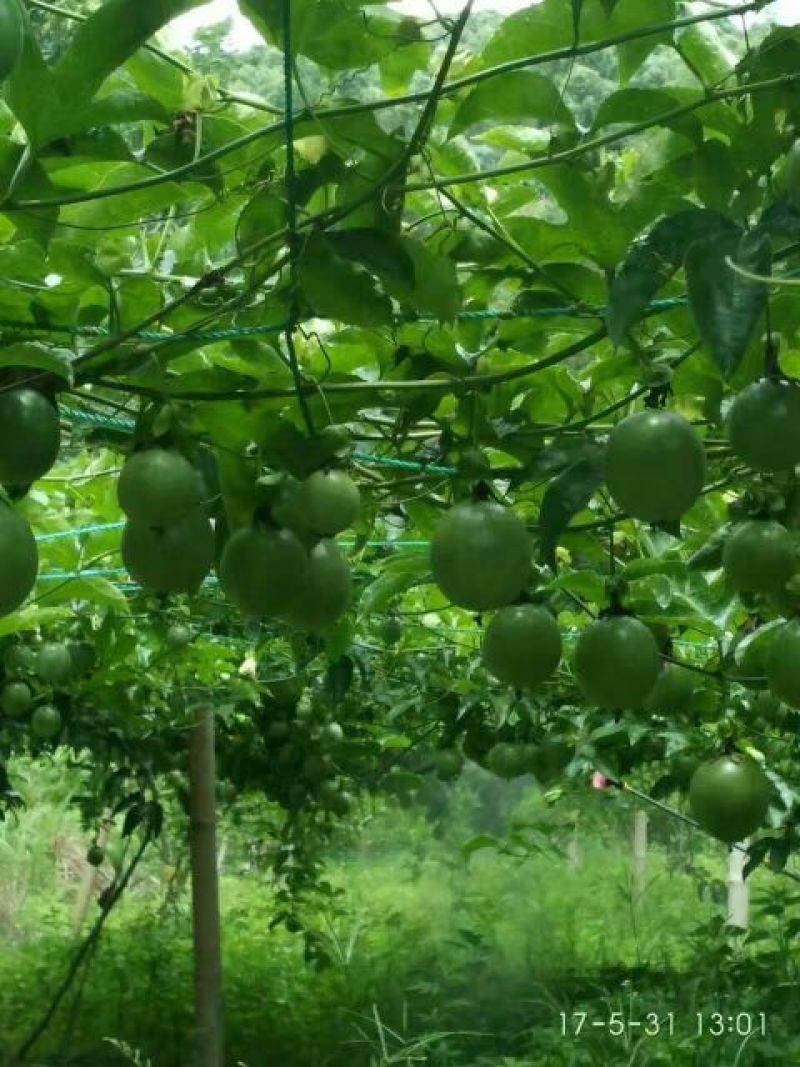 百香果苗10~20cm