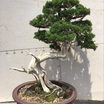 松柏