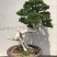 松柏