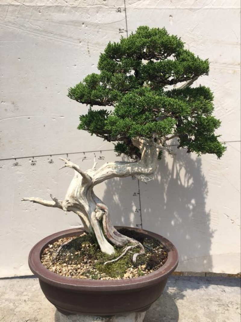 松柏