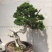 松柏