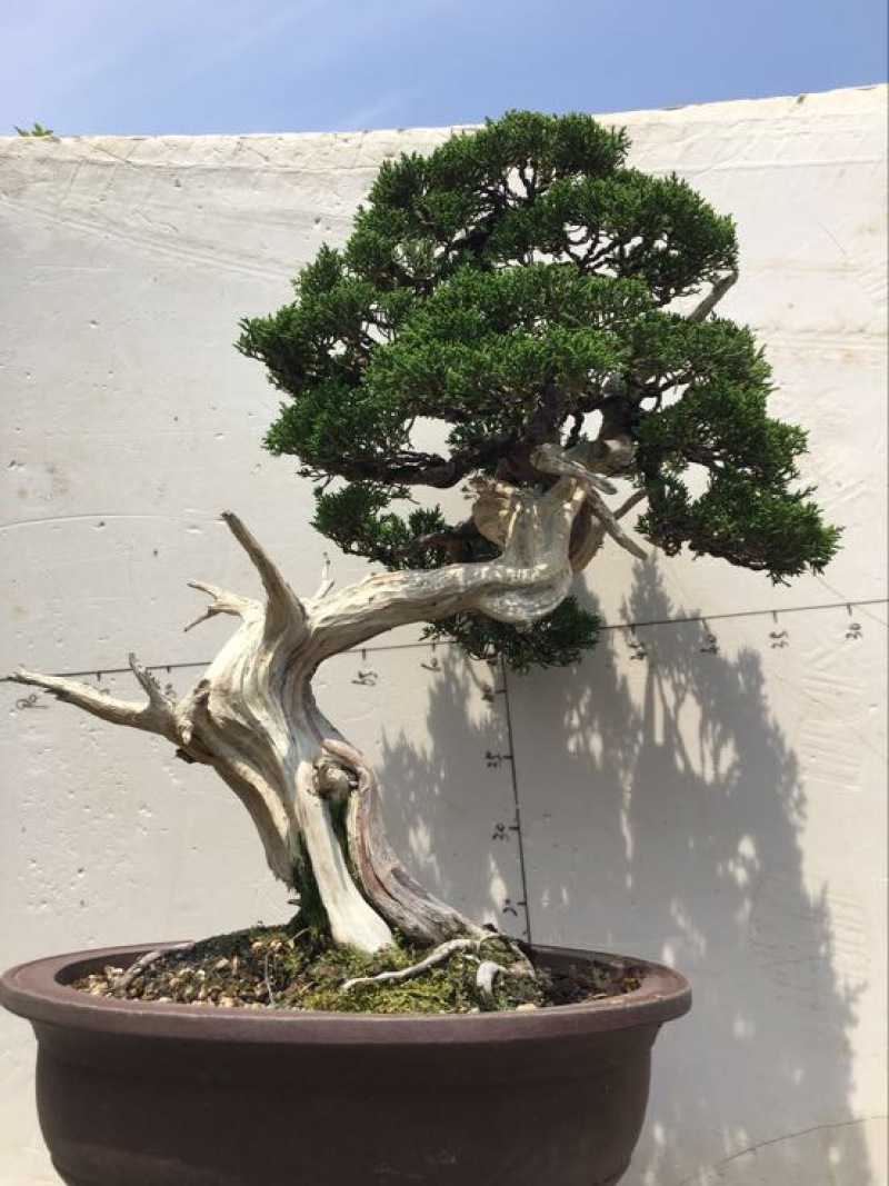 松柏