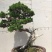 松柏