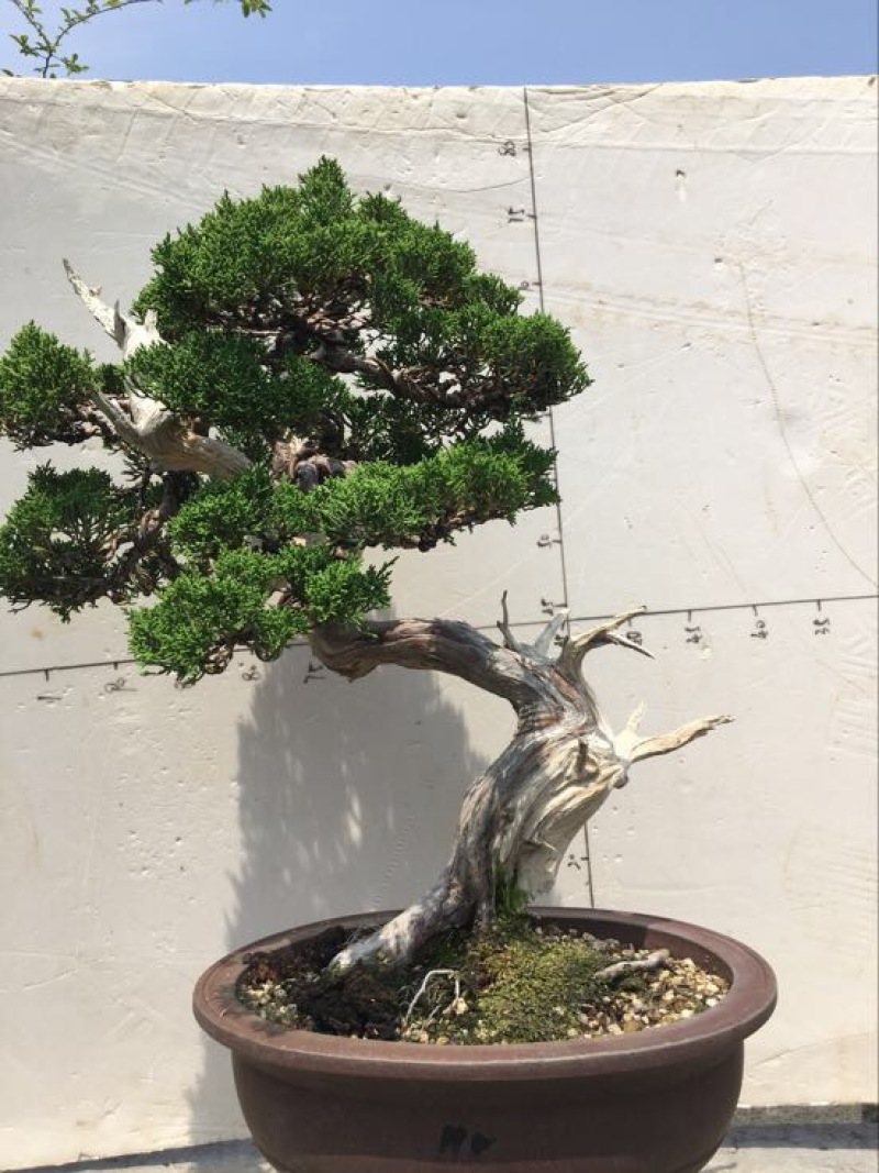 松柏