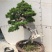 松柏