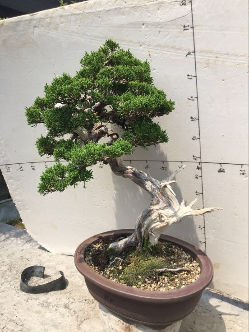 松柏