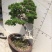 松柏