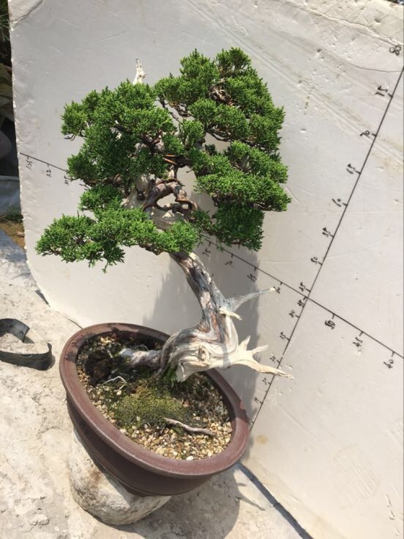 松柏