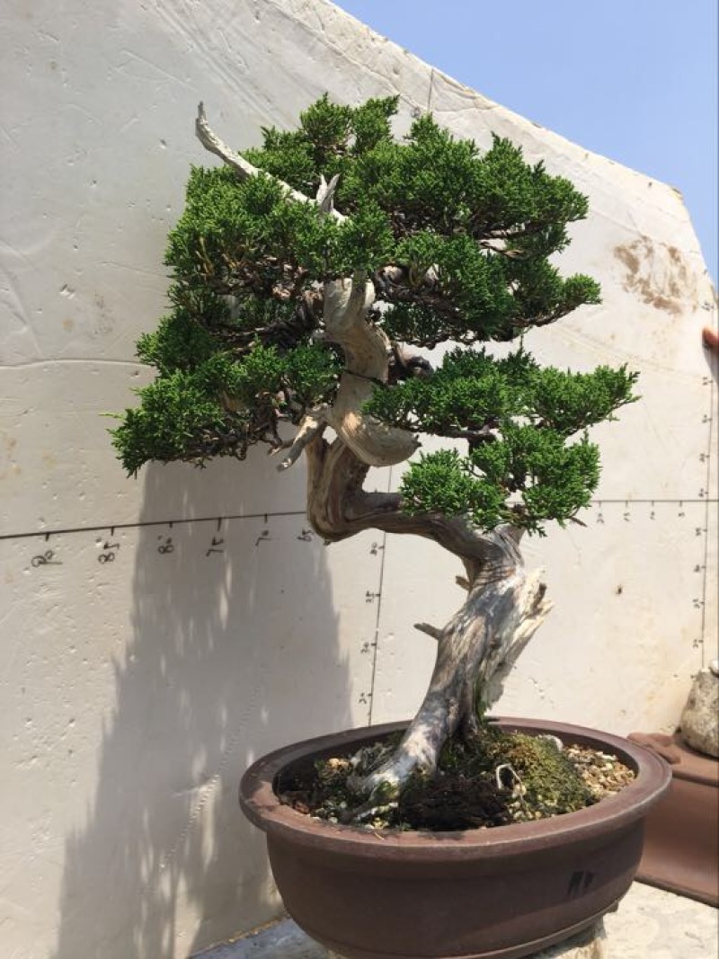 松柏