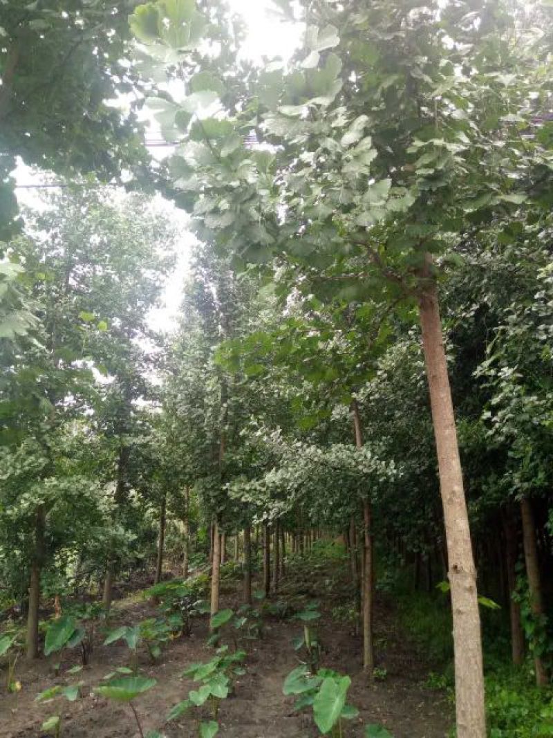 银杏树胸径10公分
