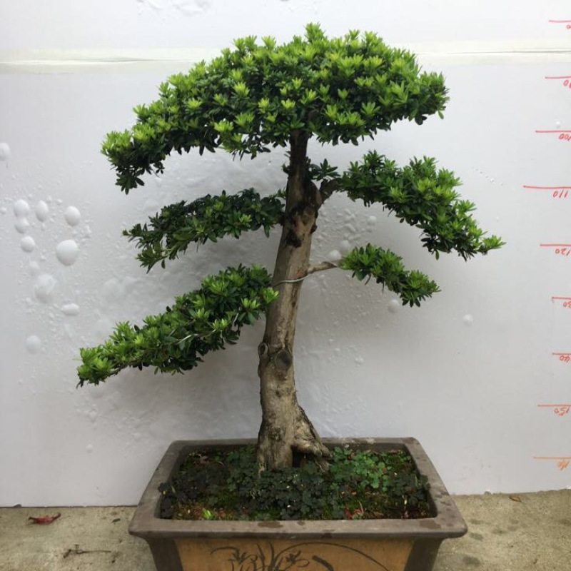 罗汉松盆景