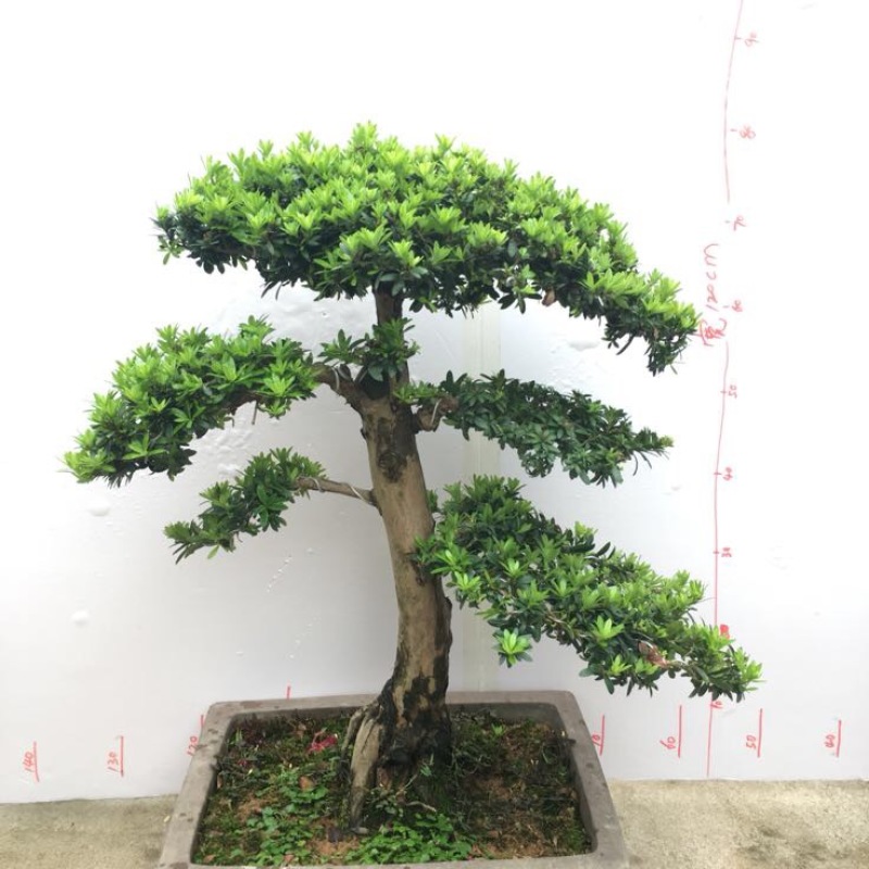 罗汉松盆景
