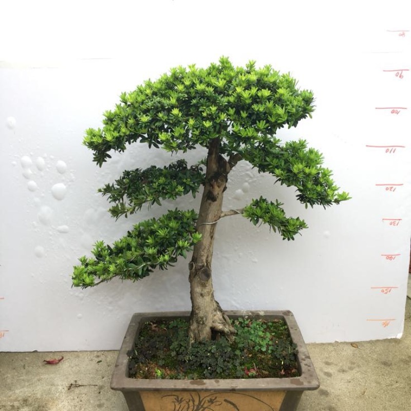 罗汉松盆景