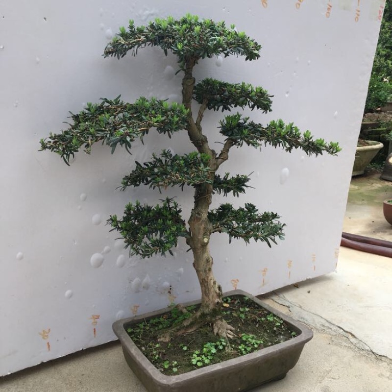 罗汉松盆景