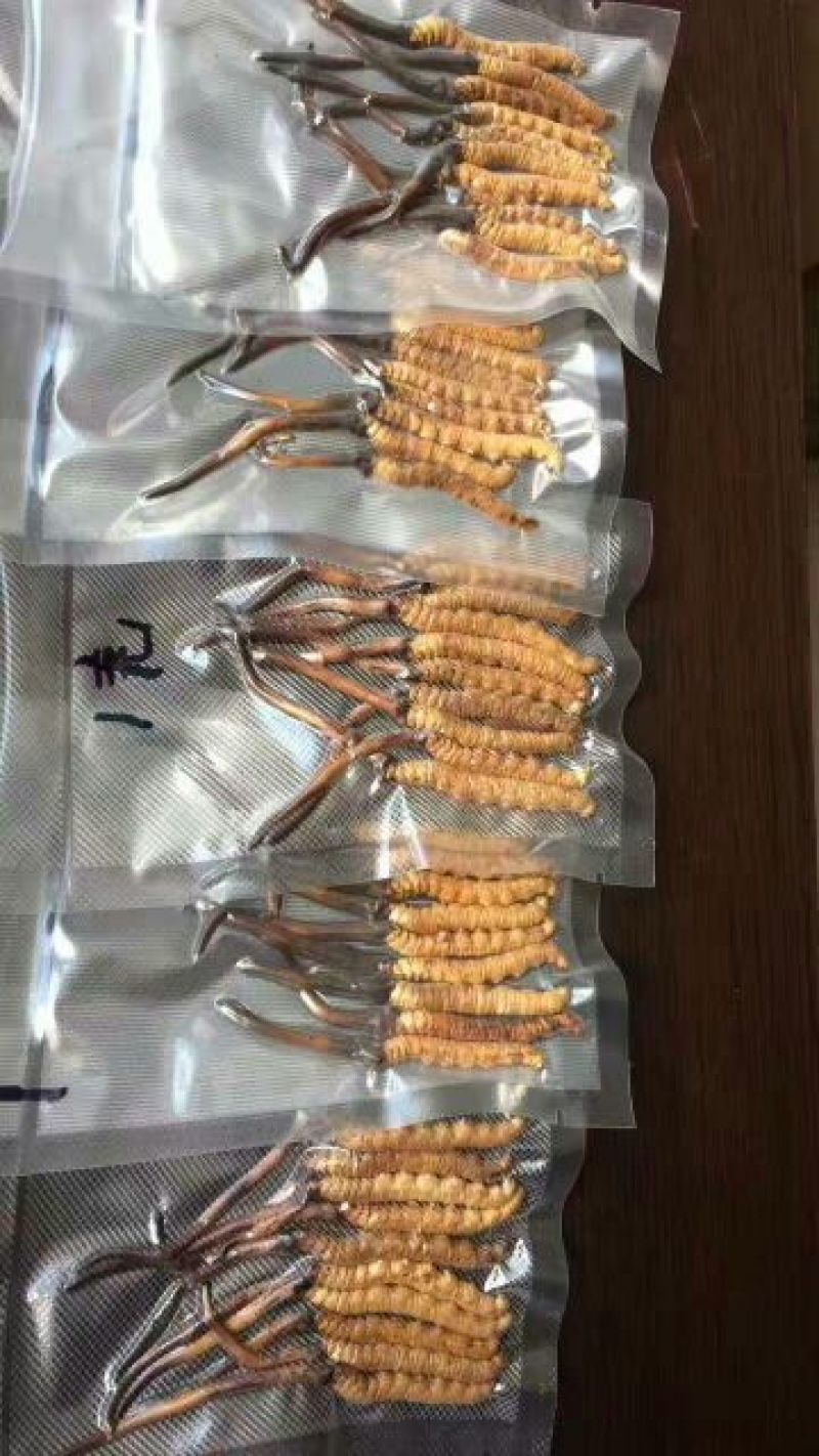 冬虫夏草袋装