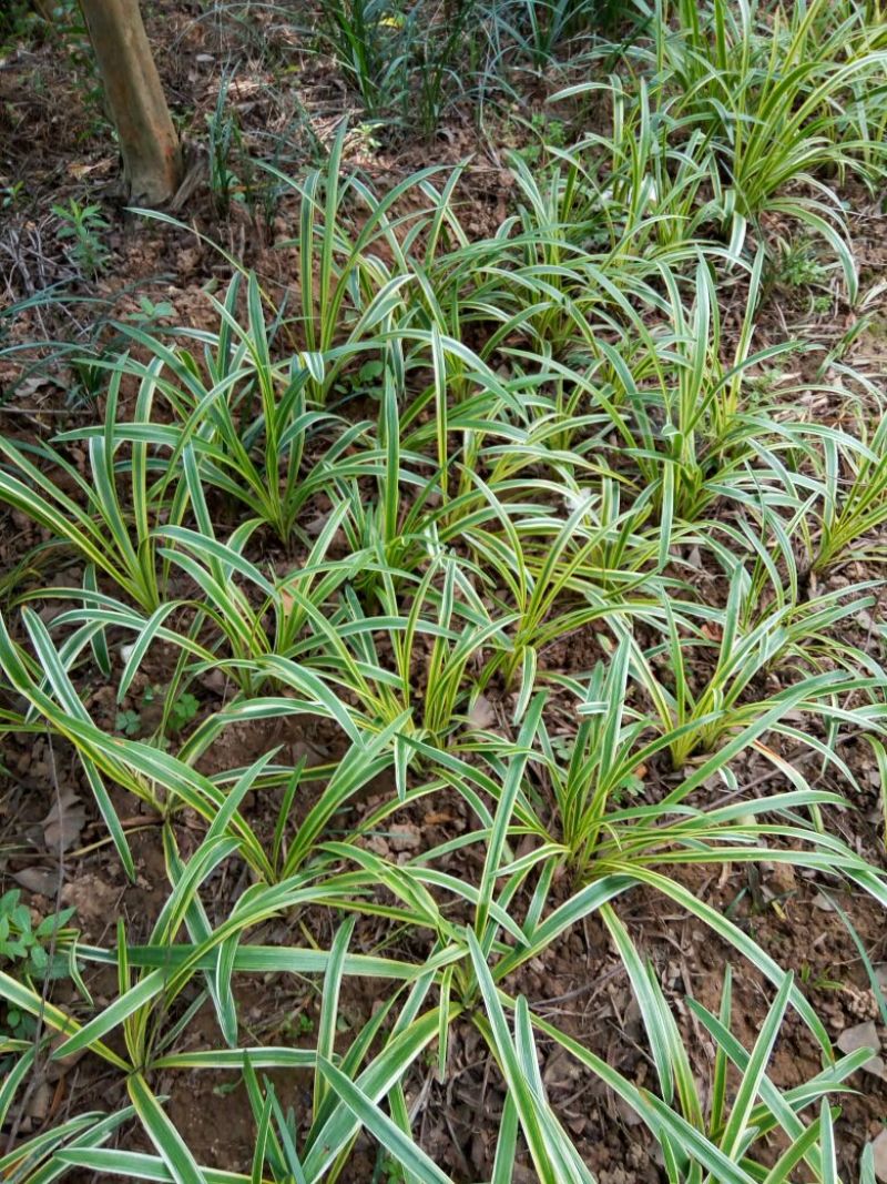 花来草旺园林常年供应金边麦冬大小叶麦冬