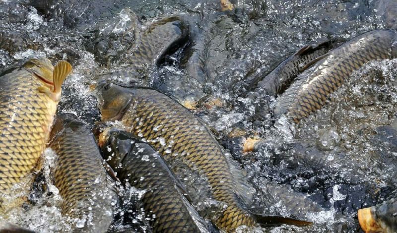 河鲤鱼食用3公斤以上