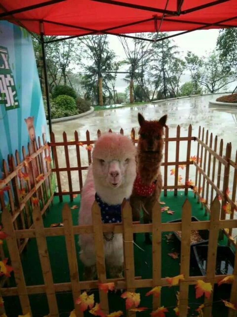 羊驼羊驼出租回收羊驼萌宠羊驼小羊驼价格
