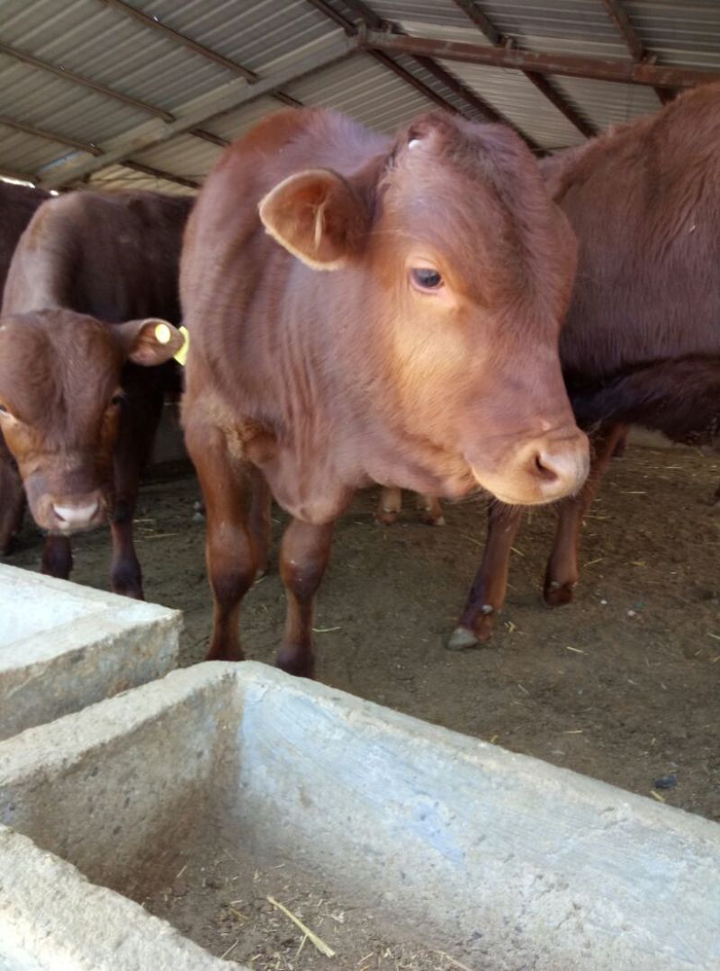 利木赞牛肉牛犊牛犊价格3-6个月小牛犊价格