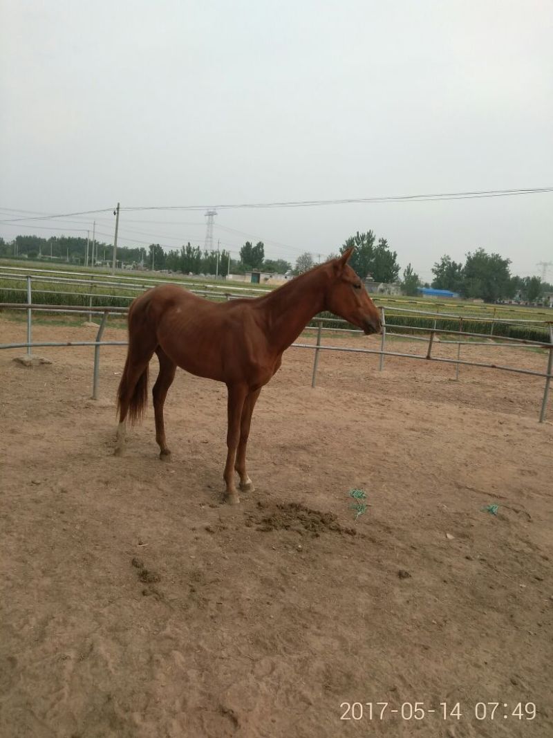 半血马骑乘马价格马驹价格温血马纯血马俱乐部骑乘马