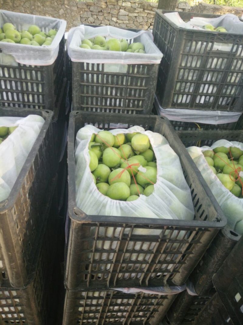 辽伏苹果60mm以上光果