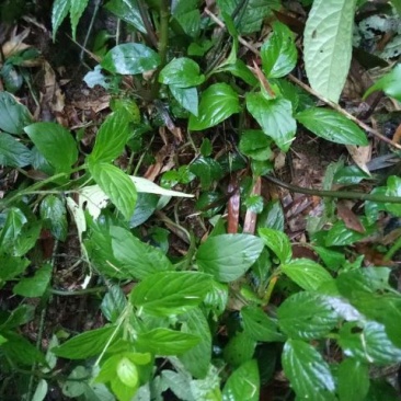 灵香草