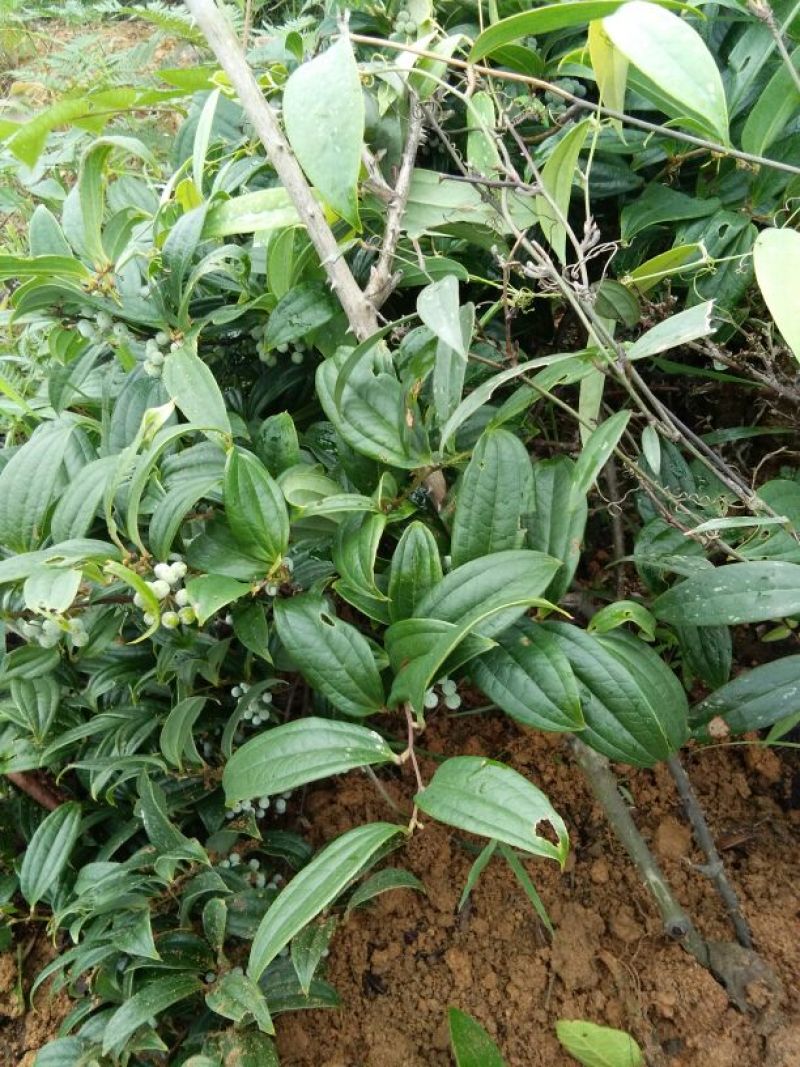 土茯苓，高山野生茯苓，价格美丽，长年供应