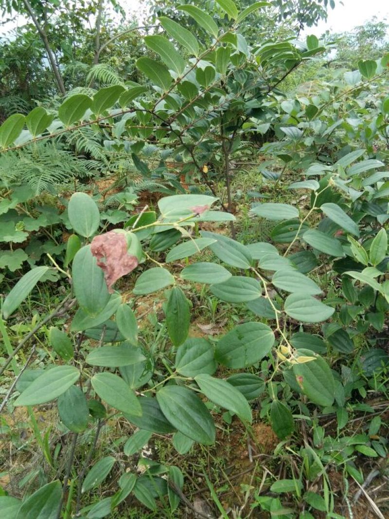 土茯苓，高山野生茯苓，价格美丽，长年供应