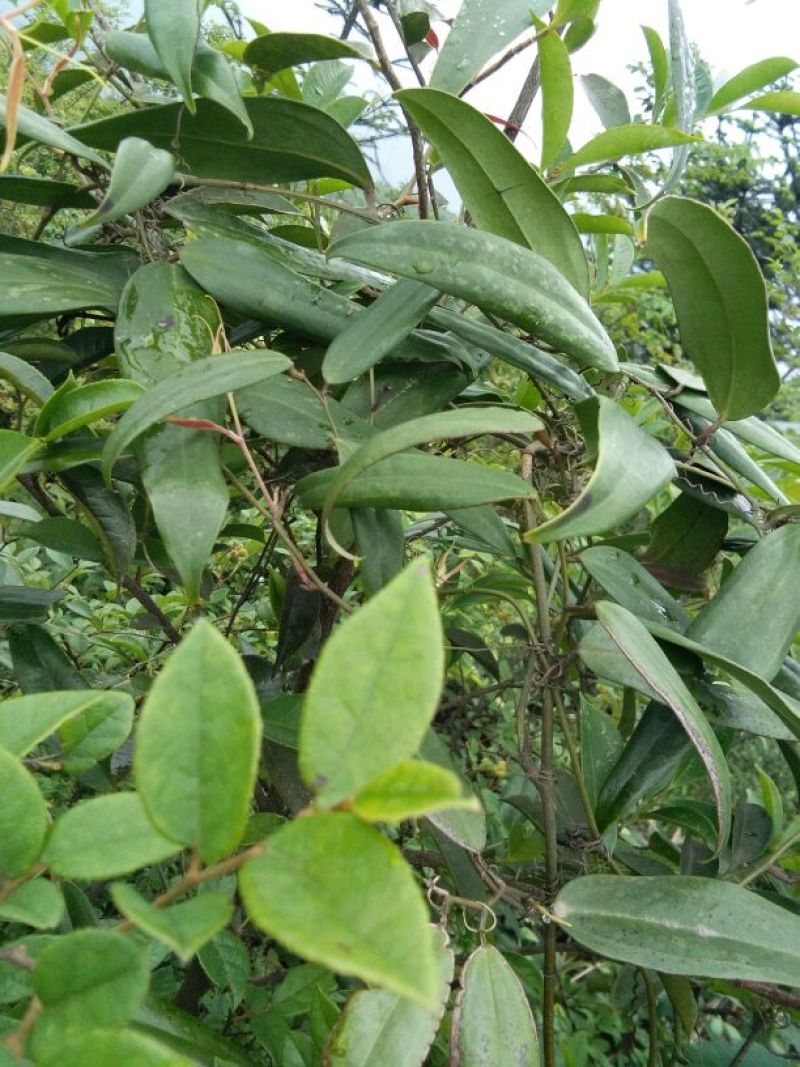 土茯苓，高山野生茯苓，价格美丽，长年供应