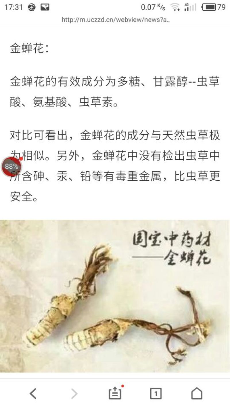 金蝉花
