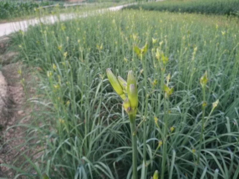 干黄菜