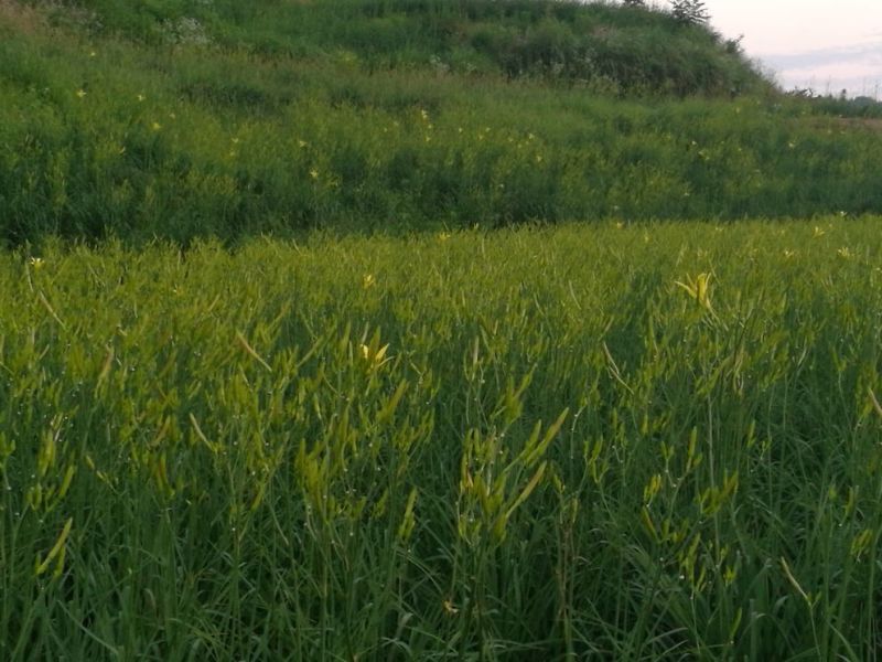 干黄菜