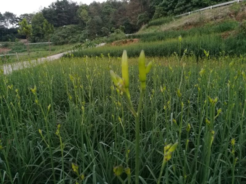 干黄菜