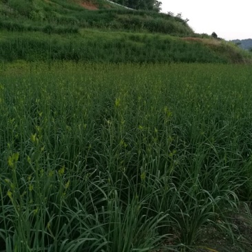 干黄菜