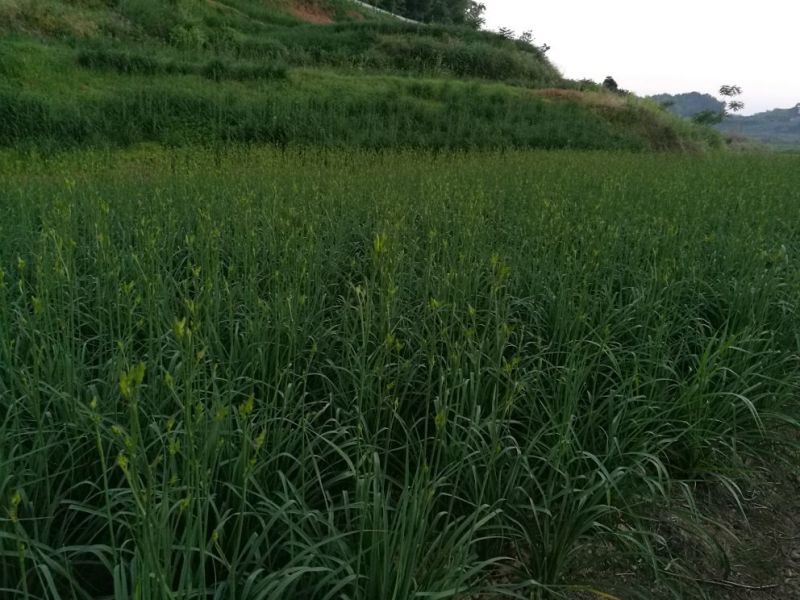 干黄菜