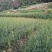 干黄菜