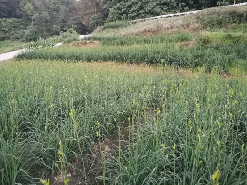 干黄菜
