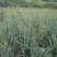 干黄菜