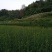 干黄菜