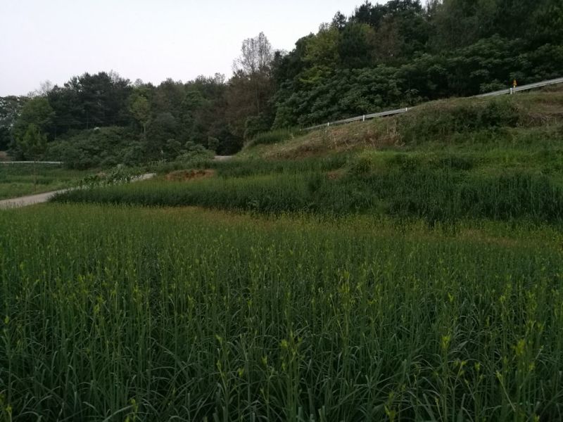 干黄菜
